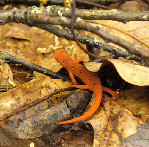 Eastern Red Spotted Newt Diets